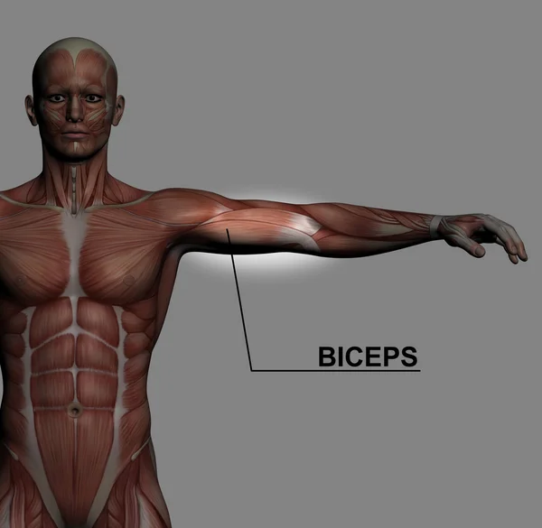 Musculus biceps — Stockfoto