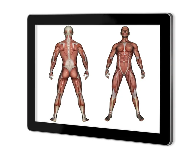 Людської анатомії - чоловічий м'язи — стокове фото