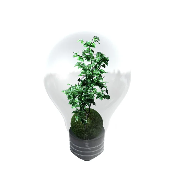 Glödlampa med växt — Stockfoto