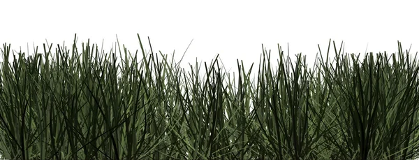 Groen gras — Stockfoto