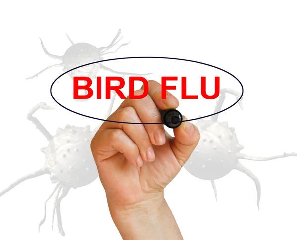Gripe aviar —  Fotos de Stock