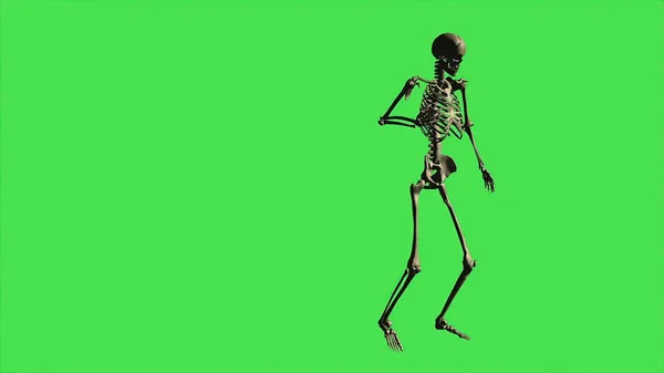 Ilustración Esqueleto Caminando Herido Separado Pantalla Verde — Foto de Stock