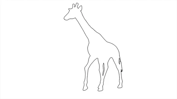 Ilustração Girafa Andando Tela Branca — Fotografia de Stock
