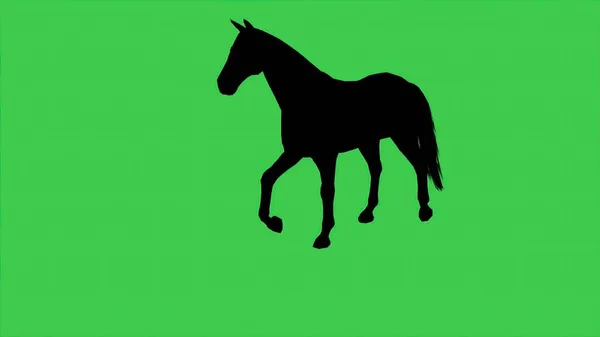 Ilustração Silhueta Cavalo Tela Verde — Fotografia de Stock