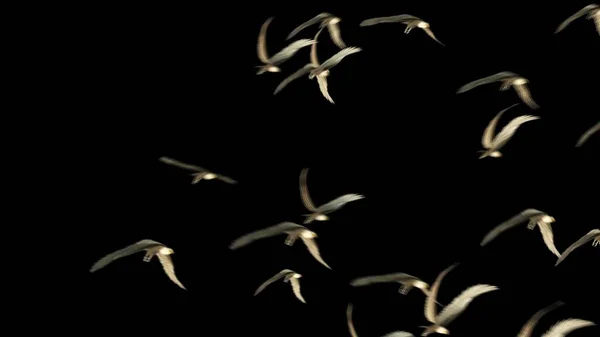 Illustratie Groep Vogels Met Geïsoleerde Lucht — Stockfoto