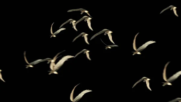 Illustratie Groep Vogels Met Geïsoleerde Lucht — Stockfoto