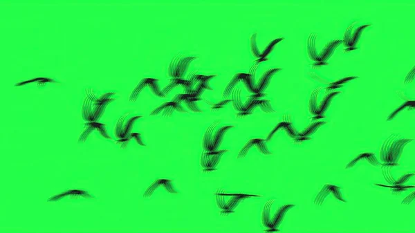Ilustración Grupo Aves Con Cielo Aislado Pantalla Verde — Foto de Stock