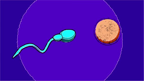 Анимация Комическом Стиле Сперма Плодородное Человеческое Яйцо Концепция Оплодотворения — стоковое видео