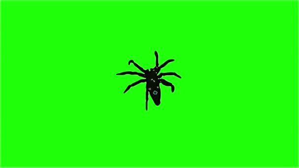 Animation Κωμικό Στυλ Αράχνη Πράσινη Οθόνη Ανατριχιαστικό Σέρνεται — Αρχείο Βίντεο