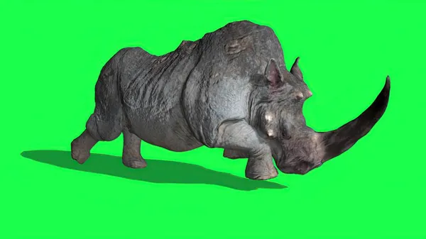 Illustration Rhinoceros Πράσινη Οθόνη — Φωτογραφία Αρχείου