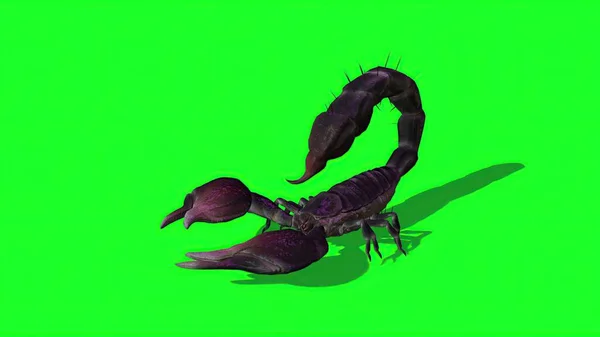 Illustration Scorpion Forestier Dans Une Posture Agressive — Photo