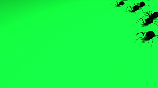 Animation Spiders Green Screen Creepy Crawling — Stock Video