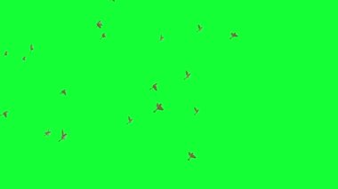 animasyon - Yeşil Ekranda Uçan Kuş Sürüsü