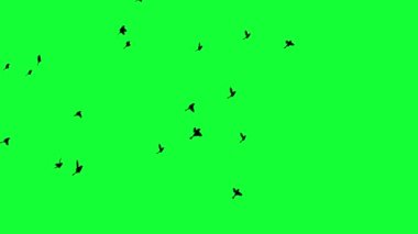 animasyon - Yeşil Ekranda Uçan Kuş Sürüsü