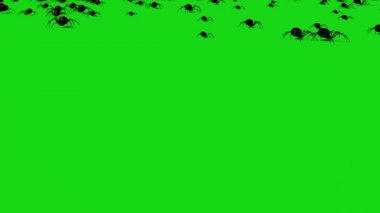örümcekler yeşil ekran ürpertici sürünen üzerinde animasyon