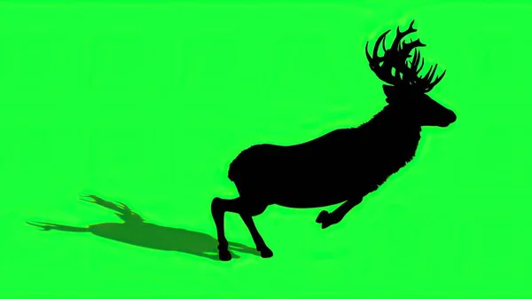 Illustration Silhouette Von Hirschen Auf Grünem Bildschirm — Stockfoto