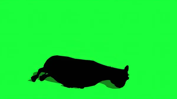 Illüstrasyon Eşeğin Silüeti Yeşil Ekranda — Stok fotoğraf