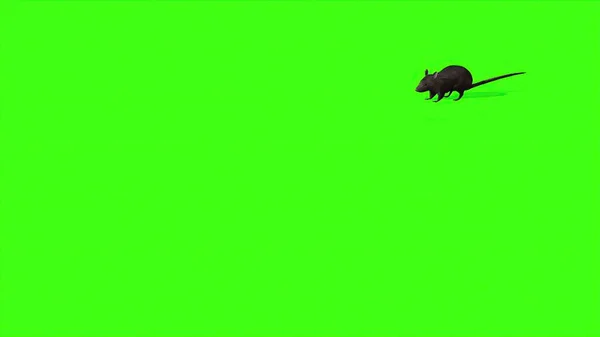 3Dイラスト Cute Gray Rat Green Screen — ストック写真