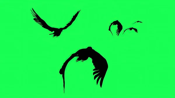 Illustrazione Silhouette Falcons Gliding Flapping Isolati Sullo Schermo Verde — Foto Stock