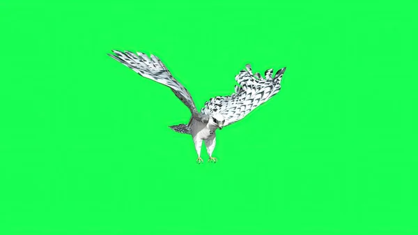 3Dイラスト Falcon Gliding Flapping 緑の画面に隔離された獲物の飛行鳥 — ストック写真
