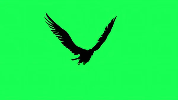 Ilustración Silueta Falcon Planeando Aleteando Aislado Pantalla Verde —  Fotos de Stock