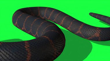 3d illüstrasyon - Yeşil Ekran Arkaplanlı Python Yılan