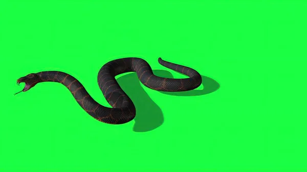 Illustration Python Snake Green Screen Background — Stock Photo, Image