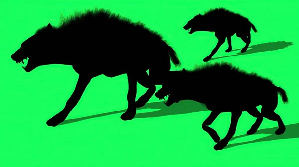 Ilustración Silueta Manada Hienas Animales Caminatas Pantalla Verde — Foto de Stock