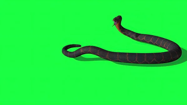 3Dイラスト Pythonスネークとグリーンスクリーンの背景 — ストック写真