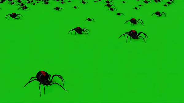 Ilustrace Spiders Green Screen Creepy Crawling — Stock fotografie
