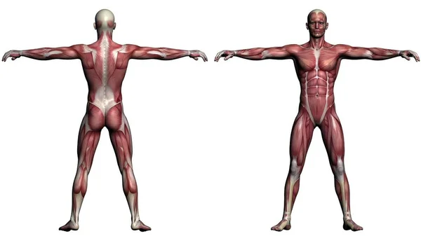 Ilustracja Anatomia Człowieka Białym Tle — Zdjęcie stockowe