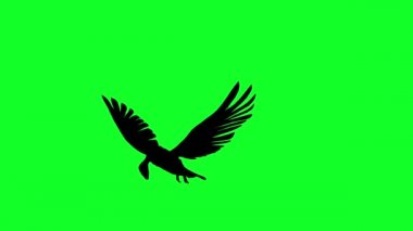 3D animasyon - yeşil ekranda uçan akbabanın silüeti