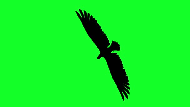 Animace Silueta Kondora Létání Zelené Obrazovce — Stock video