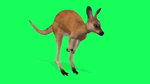 Animering Kangaroo Grön Skärm Kromnyckel — Stockvideo