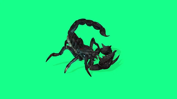 Illustration Scorpion Forestier Posture Agressive Sur Fond Vert — Photo