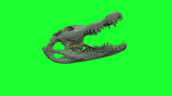 Ilustração Médio Close Tiro Crânio Crocodilo Água Salgada Dentes Tela — Fotografia de Stock