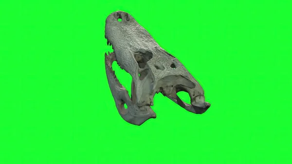 악어의 두개골 초록색 화면에 이빨을 가까이 — 스톡 사진