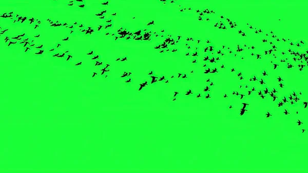 Illustration Troupeau Oiseaux Volant Sur Fond Vert — Photo