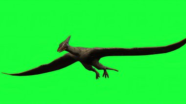 3D illüstrasyon - Pterodactyl yeşil ekranda uçuyor 