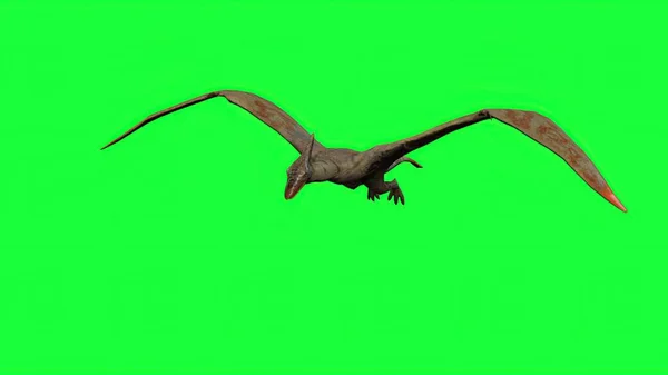 3D示例 绿色屏幕上的翼手龙苍蝇 — 图库照片
