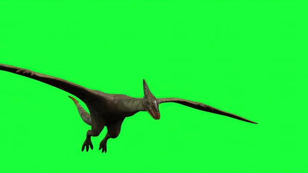 3Dイラスト Pterodactylは緑の画面で飛ぶ — ストック写真