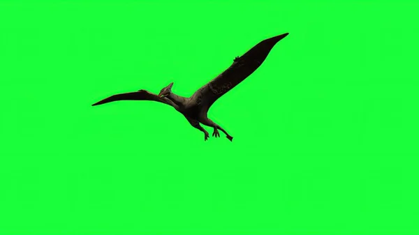 Illustration Pterodactyl Fly Green Screen — Foto Stock