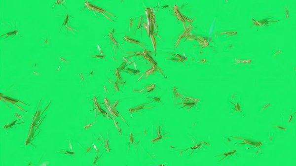 Illustration Featuring Swarm Thousands Locusts Flying Frame Green Screen — 图库照片