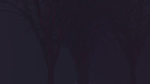 月明かりの夜の不気味な暗い森 — ストック動画