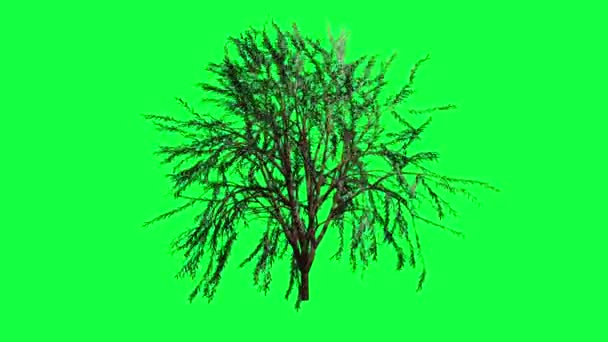 Yeşil Ekranda Yaprak Rüzgârlı Yaz Ağacı — Stok video
