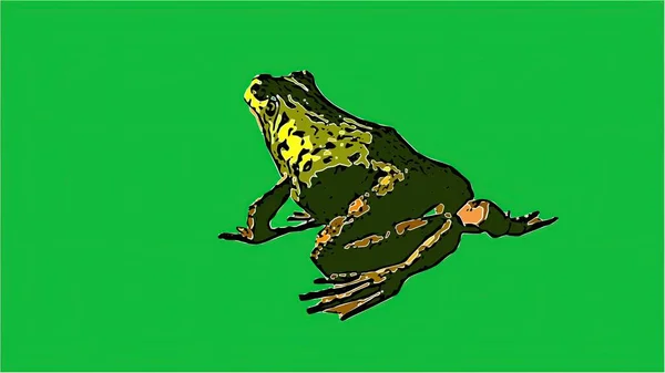 3D示例 在绿色屏幕上隔离青蛙 — 图库照片