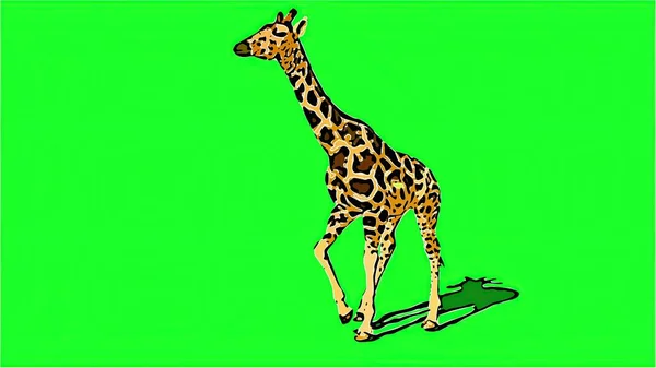 Ilustracja Żyrafa Chodząca Zielonym Zapachu — Zdjęcie stockowe