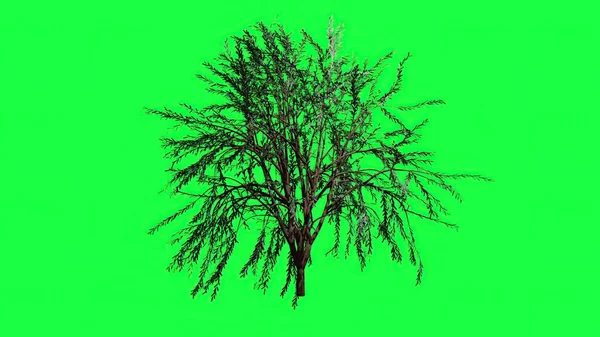 Ilustración Árbol Verano Follaje Aislado Pantalla Verde — Foto de Stock