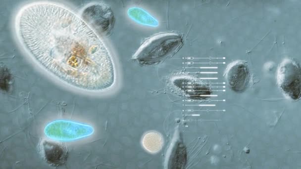 Анімація Віруси Під Мікроскопом Вірус Бактерій — стокове відео