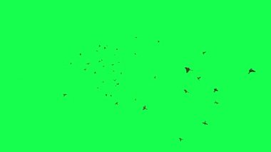 animasyon - Yeşil Ekranda Uçan Kuş Sürüsü.